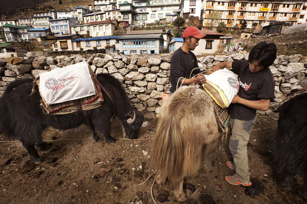 Reportage | Losan Piatti - Fotografo Toscana_Everest_Caravan Yak_02