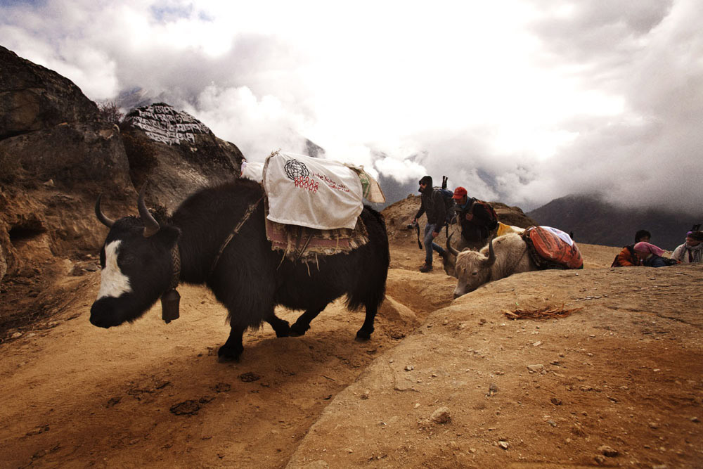 Reportage | Losan Piatti - Fotografo Toscana_Everest_Caravan Yak_03