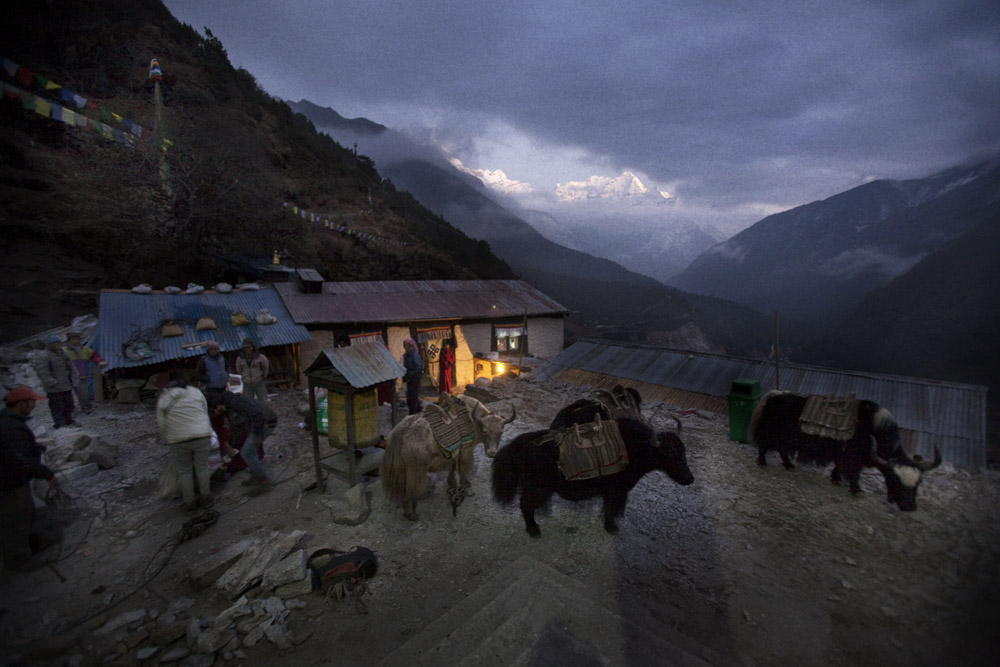 Reportage | Losan Piatti - Fotografo Toscana_Everest_Caravan Yak_05