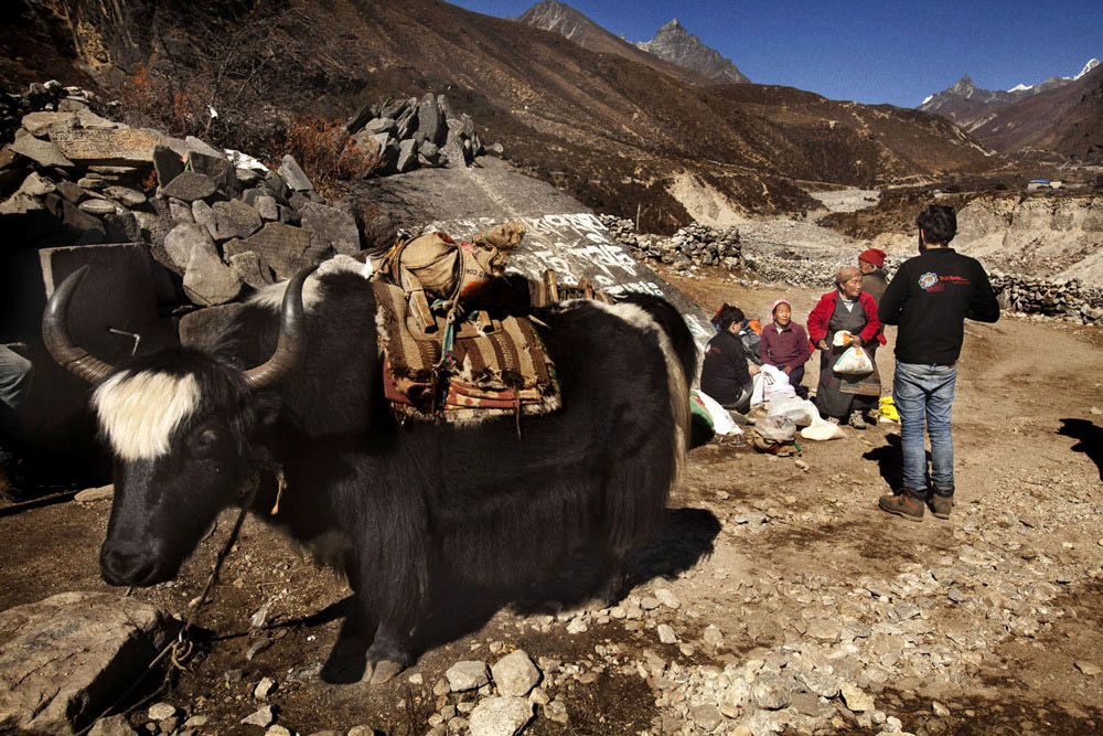 Reportage | Losan Piatti - Fotografo Toscana_Everest_Caravan Yak_18